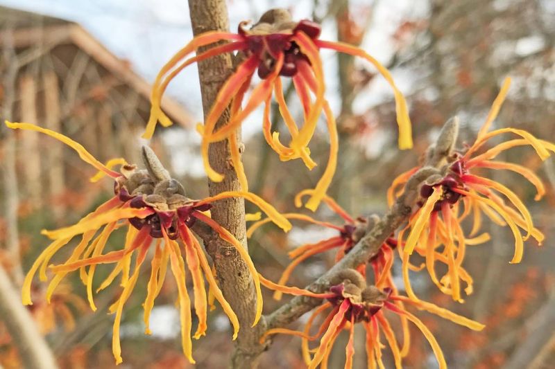 A remarkable plant, and squirrels on social media
