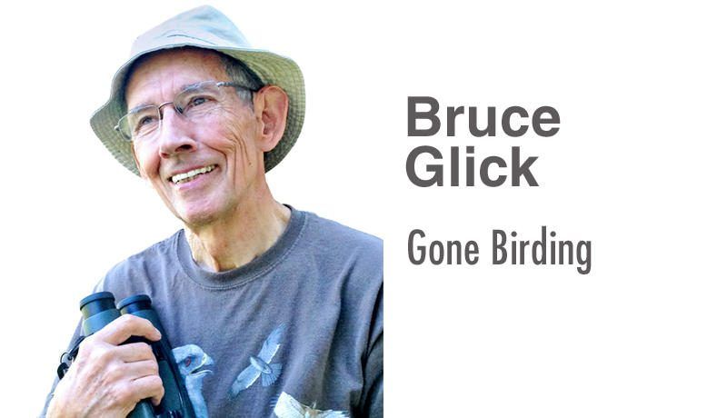 Birders challenge each other in March