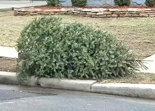 Christmas tree pickup underway in Orrville