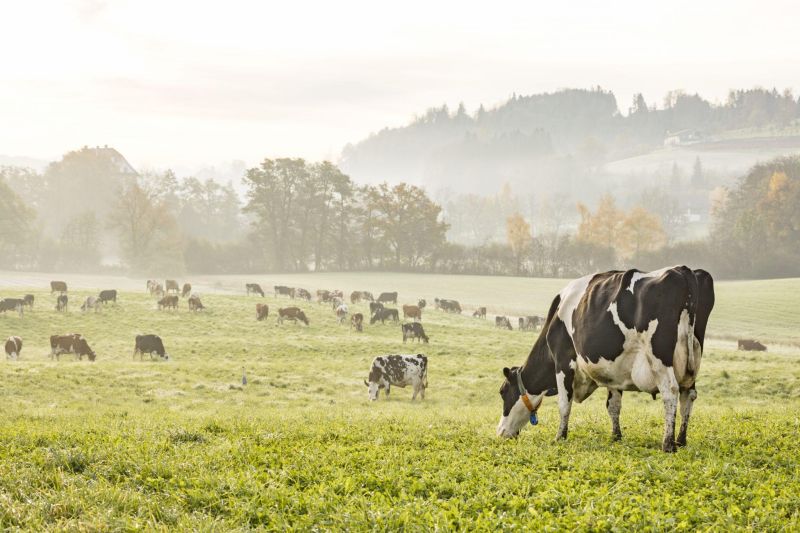 Grazing Conference for Dairy brings ag community together