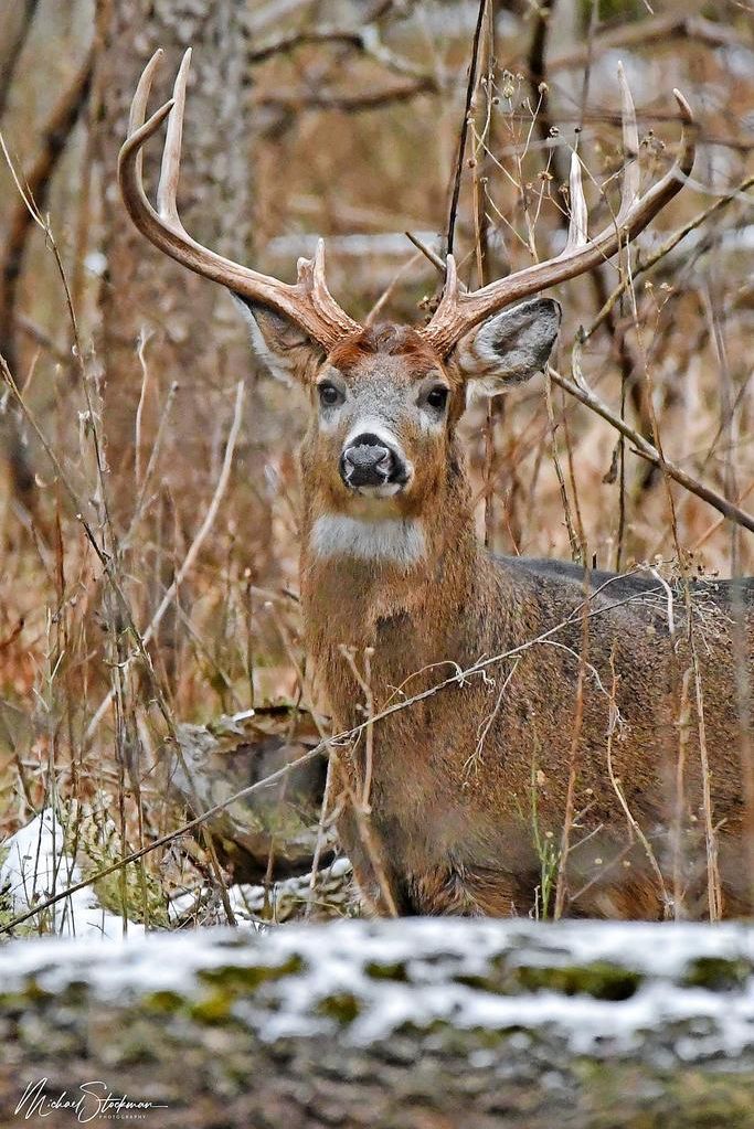 Deer gun hunting season begins Dec. 2