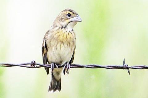 Dickcissels are always a June favorite
