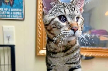 Doylestown Rescue and TNR has a safe landing for unwanted cats