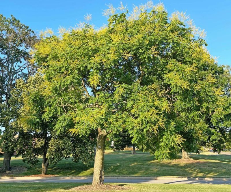 Golden rain tree beautiful even after leaves fall