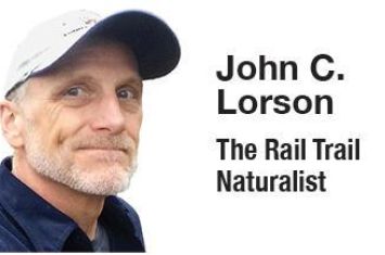 A guide through the land of flesh-eating plants