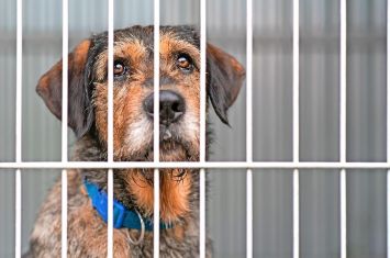 Holmes County dog warden set to raise tag fees to $19