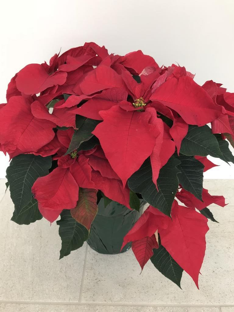 Nature finds its way into Christmas