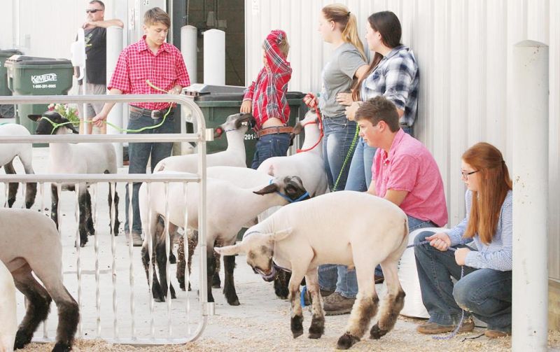 No State Fair is a blow, but area 4-H'ers still have local competition