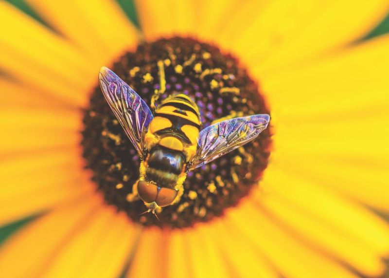 Oct. 12 FOL lecture on Ohio bumblebees