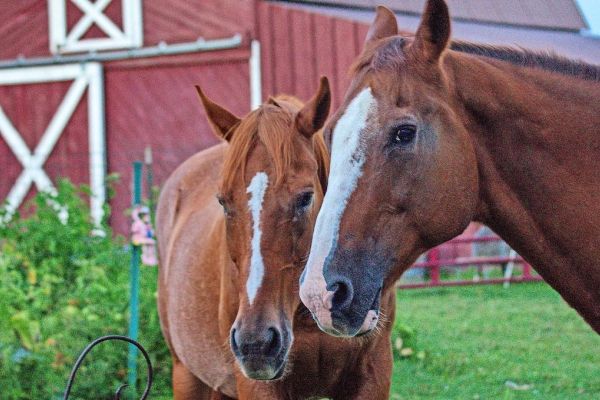 OSU Extension, ATI Equine co-hosting horse seminar
