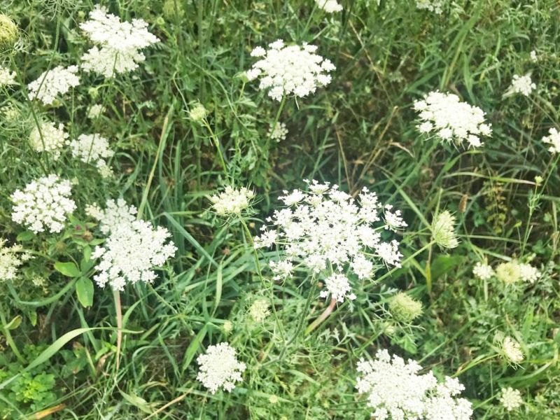 Ponds are changing, and admiring Queen Anne’s lace