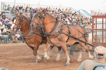 Powerful equine will shine at Doughty Valley Horse Pull