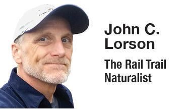Gray fox is a species of concern in Ohio
