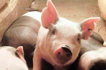 Strouse Show Pig sale provides local youth with quality fair pigs