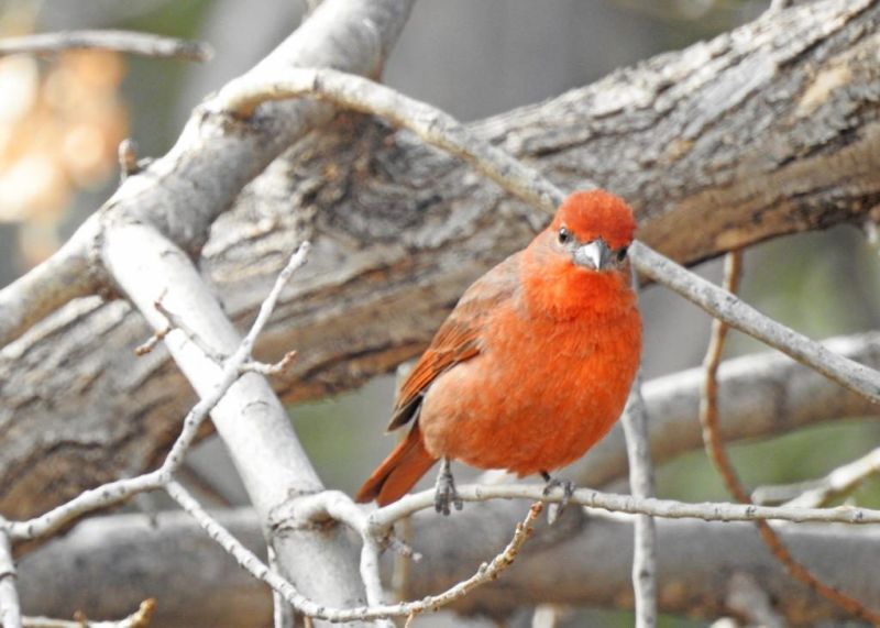 The northern wind brings in more birds this month