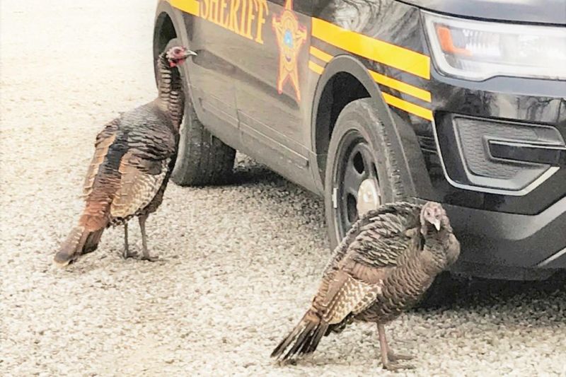 Turkeys take a liking to town, offer photo session
