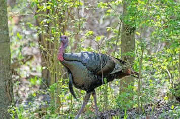 Tuscarawas County in top 10 for 2024 turkey harvest so far