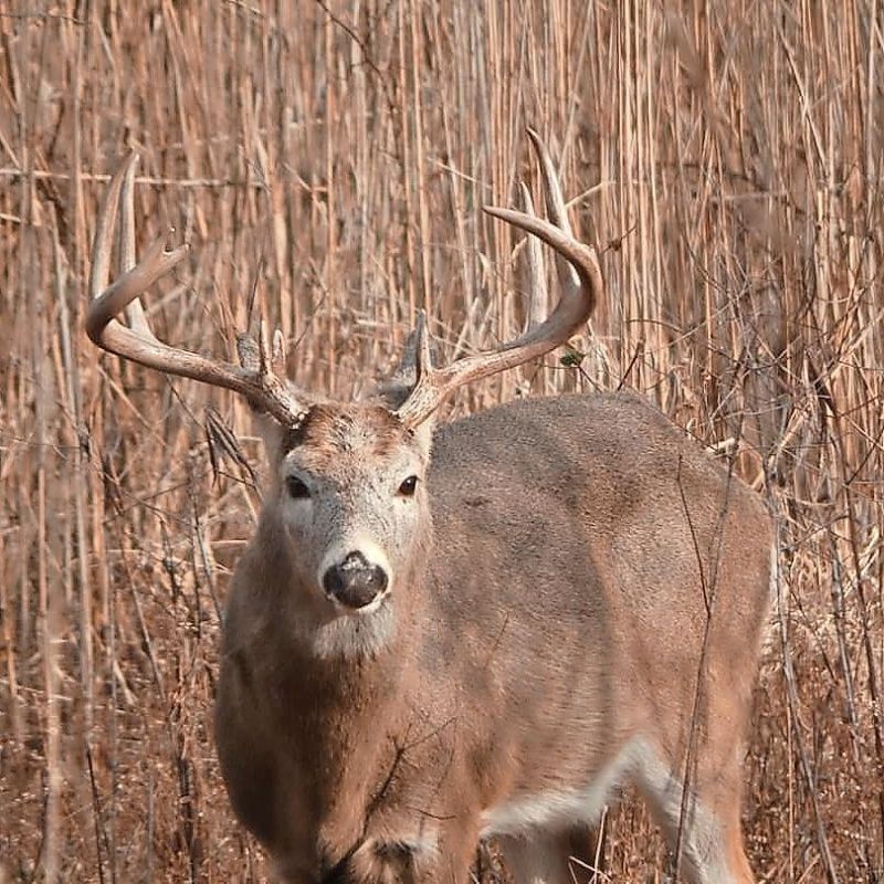 Weeklong deer season concludes