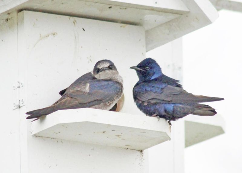 Welcome-back breakfast for purple martins